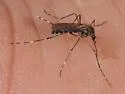 Western Treehole Mosquito - photo 3