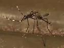 Western Treehole Mosquito - photo 4