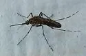 Western Treehole Mosquito - photo 5
