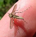 Eastern Saltmarsh Mosquito