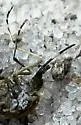 Eastern Saltmarsh Mosquito - photo 2