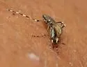 Eastern Saltmarsh Mosquito - photo 3