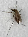 Eastern Saltmarsh Mosquito - photo 4