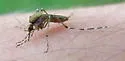 Eastern Saltmarsh Mosquito - photo 5