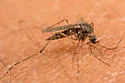 California Salt Marsh Mosquito