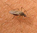California Salt Marsh Mosquito - photo 2