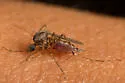 California Salt Marsh Mosquito - photo 3