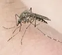 California Salt Marsh Mosquito - photo 4