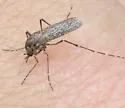 California Salt Marsh Mosquito - photo 5