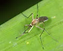 Ochlerotatus sticticus - photo 3