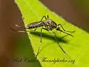 Ochlerotatus sticticus - photo 4
