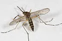 Woodland Mosquito