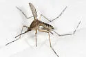 Woodland Mosquito - photo 2