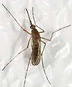 Woodland Mosquito - photo 3