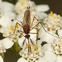 Woodland Mosquito - photo 4