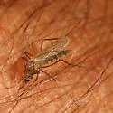 Woodland Mosquito - photo 5