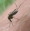 Black Saltmarsh Mosquito