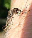 Black Saltmarsh Mosquito - photo 2