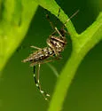 Black Saltmarsh Mosquito - photo 3