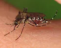 Black Saltmarsh Mosquito - photo 4