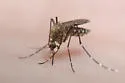Black Saltmarsh Mosquito - photo 5