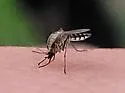 Ochlerotatus thelcter