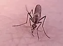 Ochlerotatus thelcter - photo 2