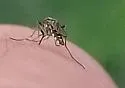 Ochlerotatus thelcter - photo 3