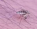 Ochlerotatus thelcter - photo 4