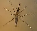 Ochlerotatus togoi
