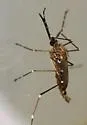 Ochlerotatus togoi - photo 2