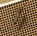 Ochlerotatus togoi - photo 3