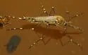Ochlerotatus togoi - photo 4