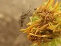Ochlerotatus togoi - photo 5