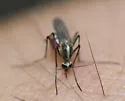 Ochlerotatus tormentor