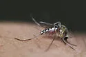 Ochlerotatus tormentor - photo 2