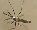 Eastern Treehole Mosquito