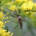 Eastern Treehole Mosquito - photo 2