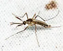 Eastern Treehole Mosquito - photo 3