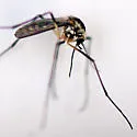 Eastern Treehole Mosquito - photo 4