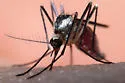 Eastern Treehole Mosquito - photo 5