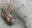 Ochlerotatus trivittatus