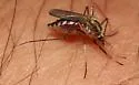 Ochlerotatus trivittatus - photo 2