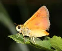 Rural Skipper - Hodges#4055