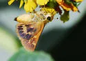 Rural Skipper - Hodges#4055 - photo 2