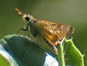 Rural Skipper - Hodges#4055 - photo 3