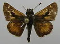 Rural Skipper - Hodges#4055 - photo 4