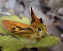 Rural Skipper - Hodges#4055 - photo 5