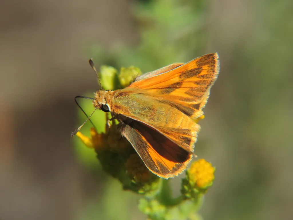 Woodland Skipper - photo 2