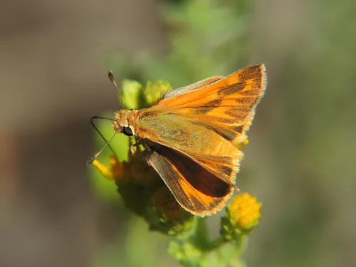 Woodland Skipper - photo 4
